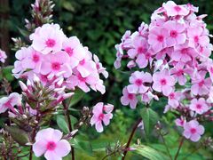 Phlox