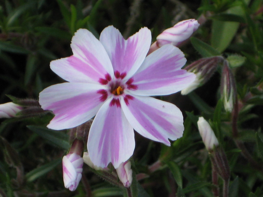 phlox