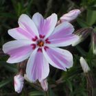 phlox