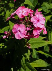 Phlox