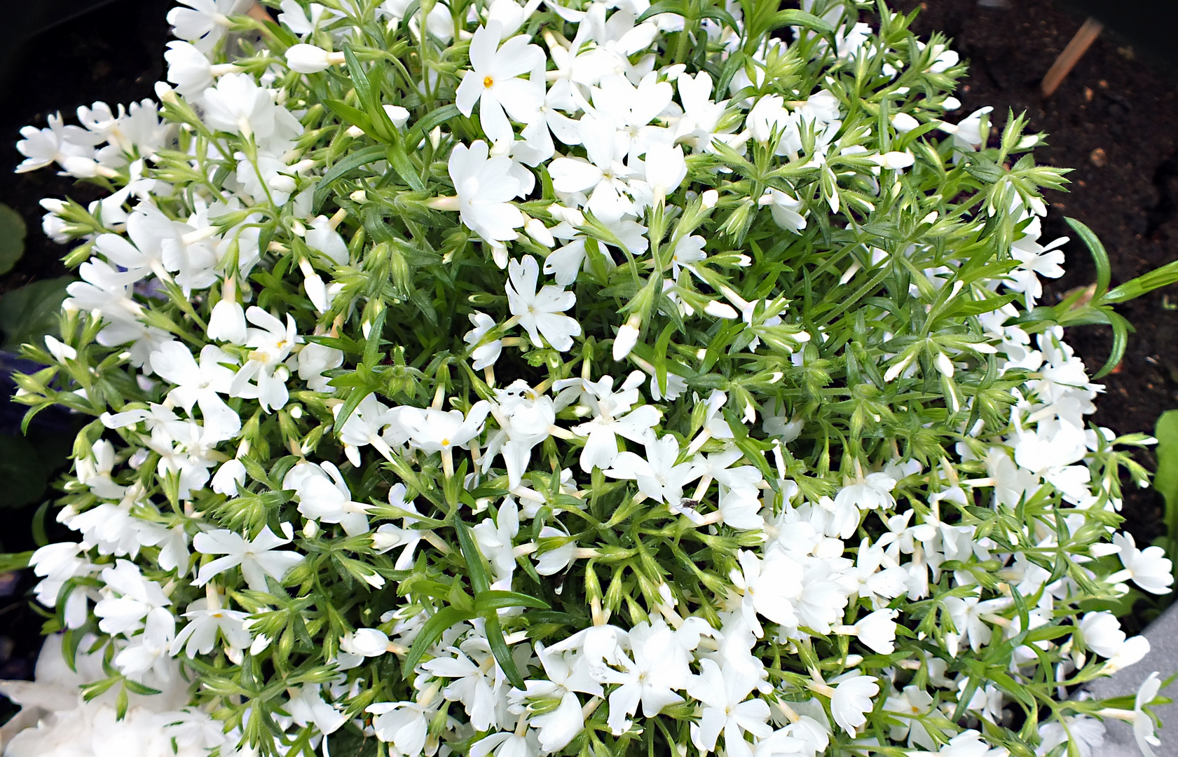 Phlox