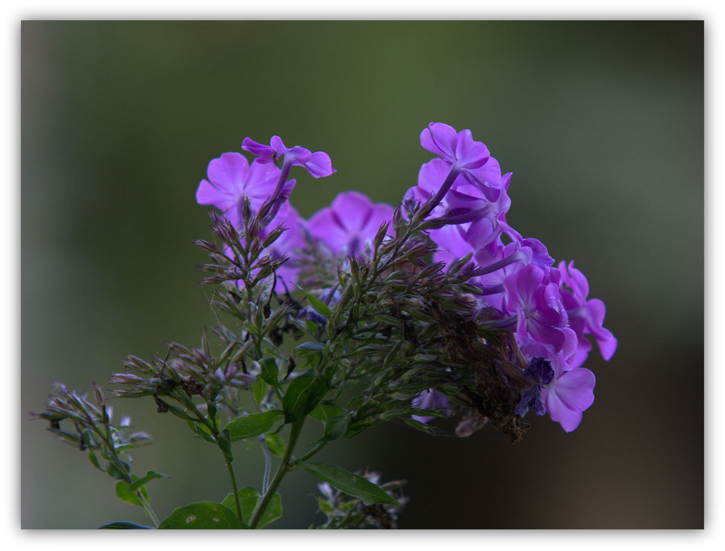 Phlox