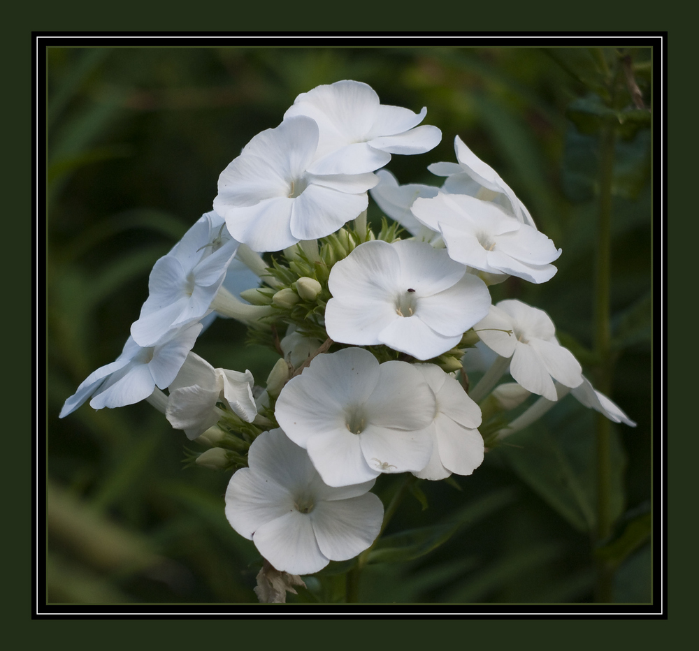 Phlox