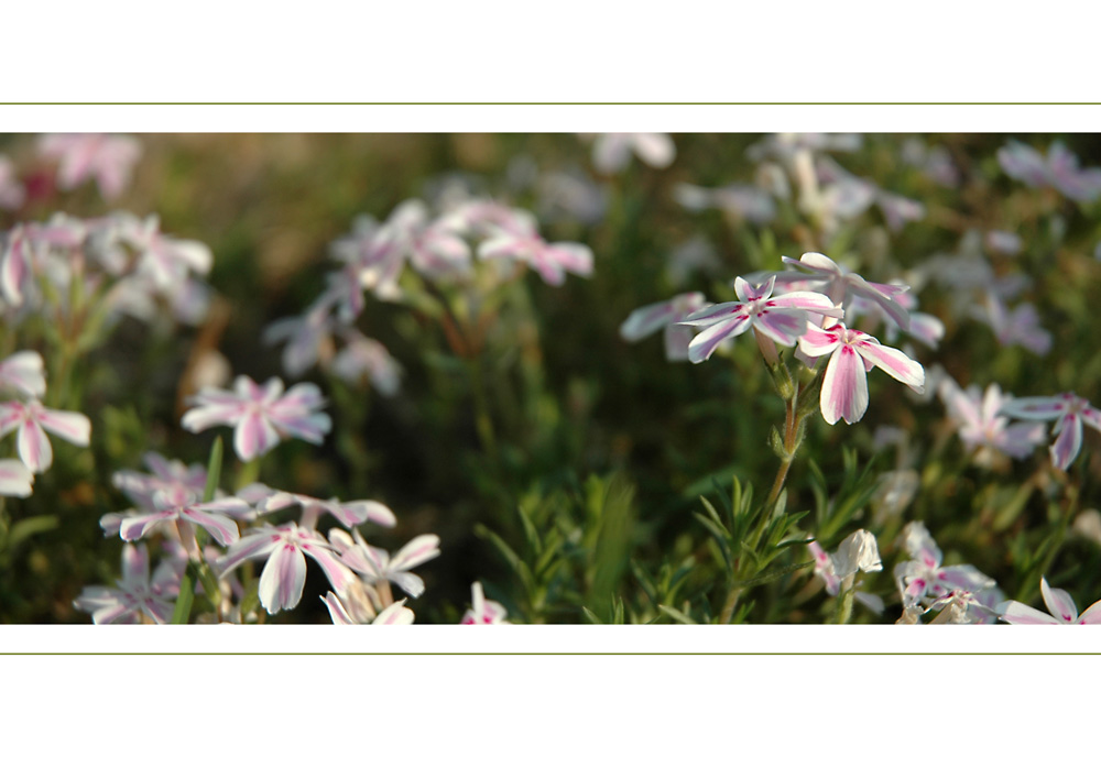 *phlox*