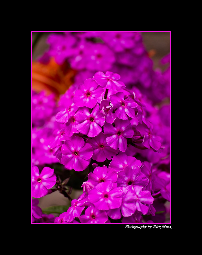 Phlox