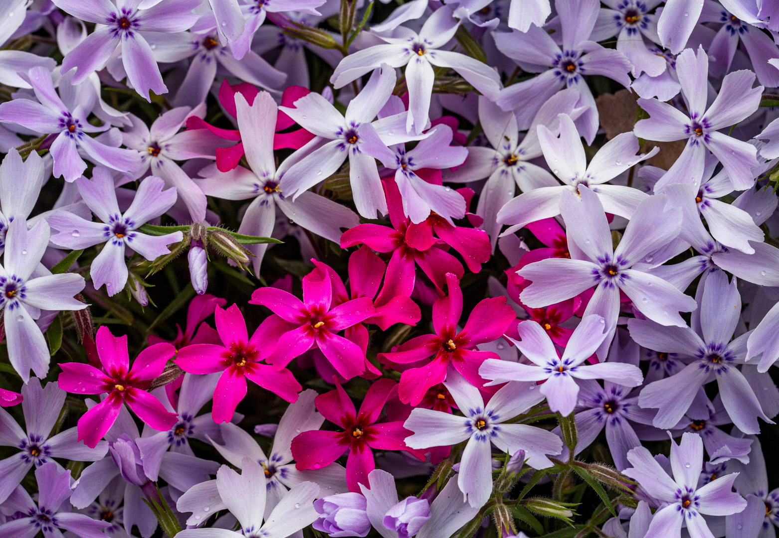 Phlox