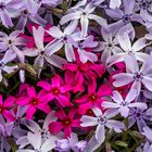 Phlox