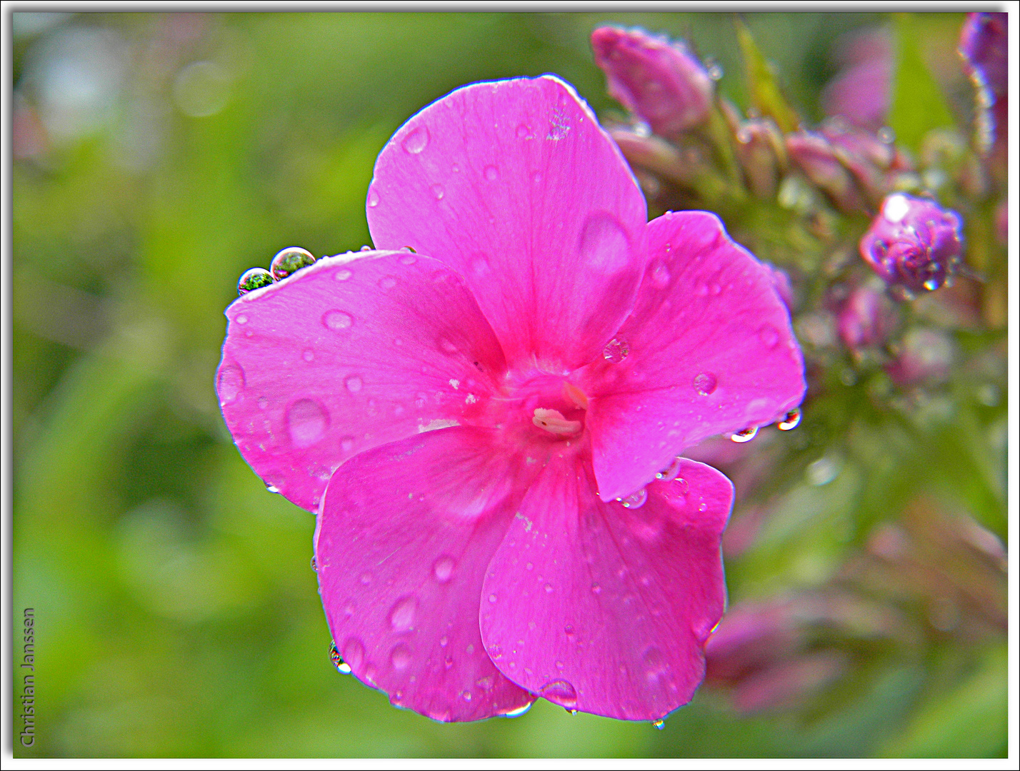 Phlox