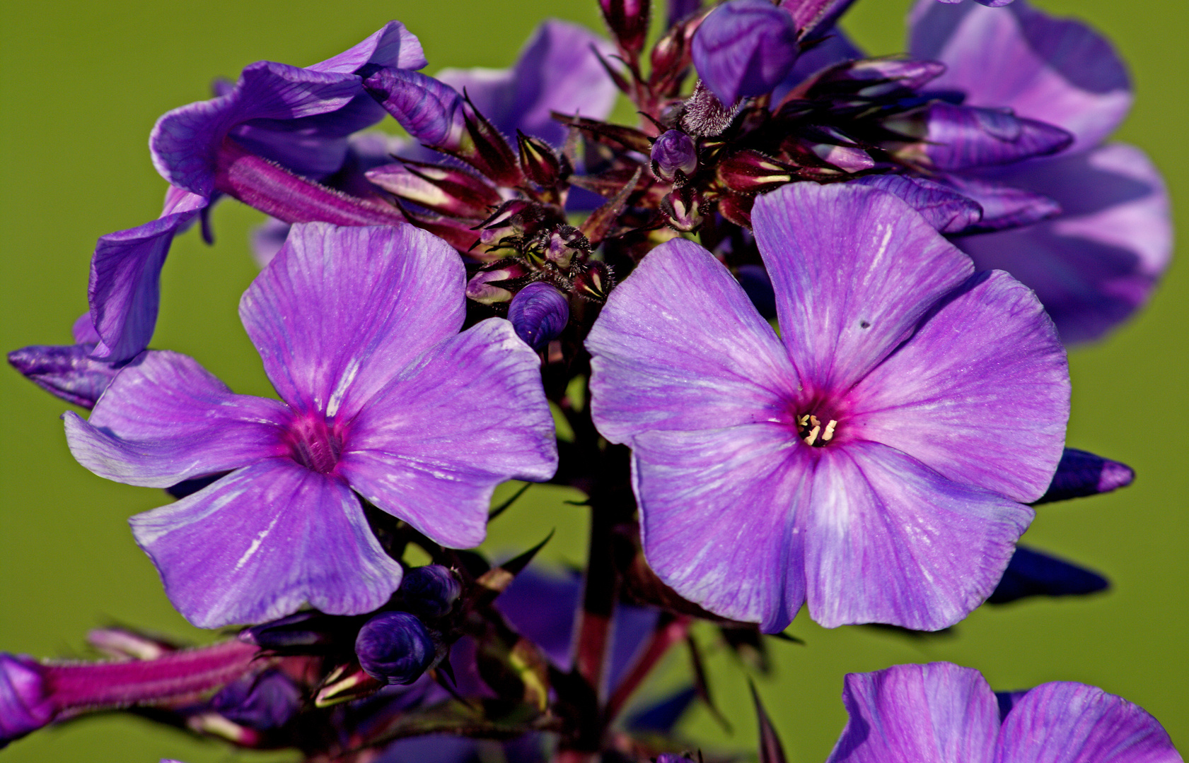 Phlox