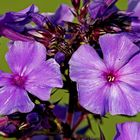 Phlox