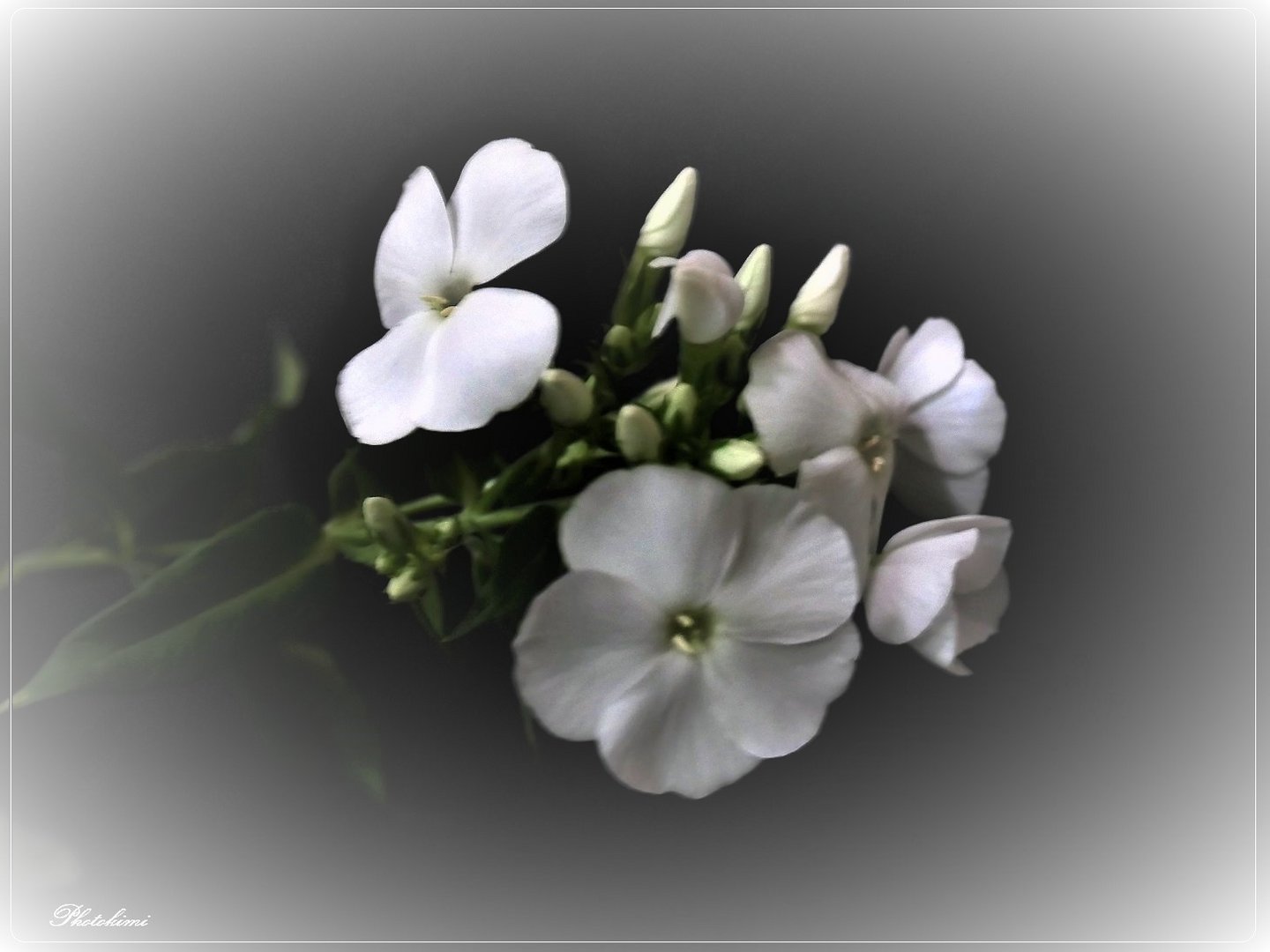 Phlox 