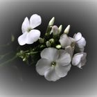 Phlox 