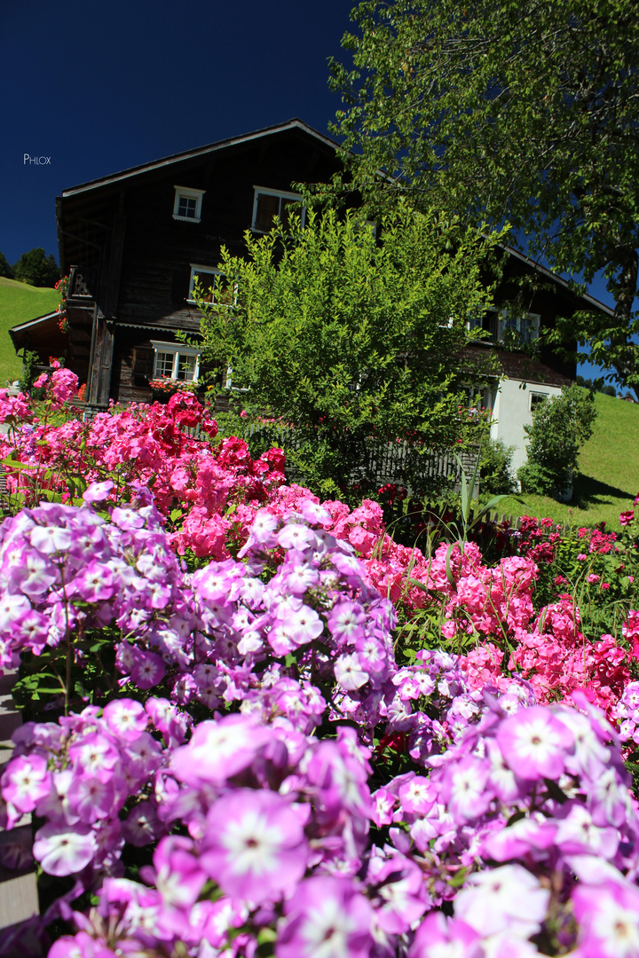 Phlox