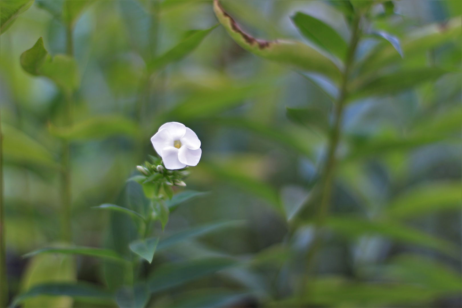 Phlox...