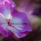 Phlox