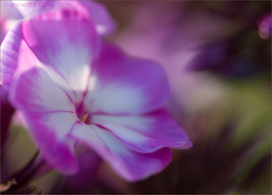 Phlox