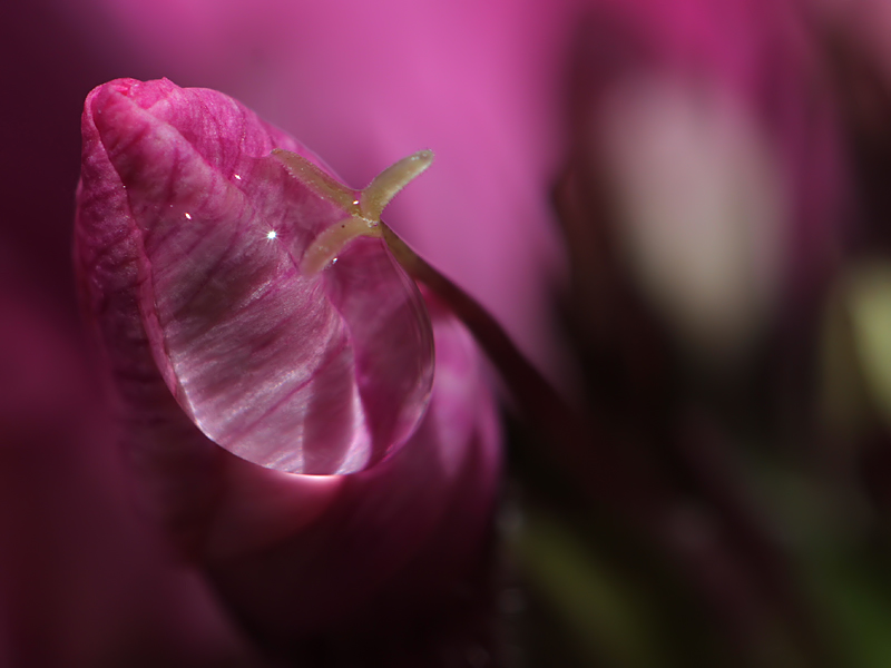 Phlox