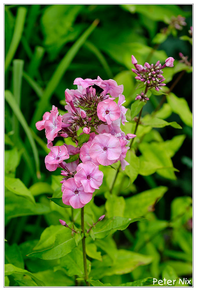 Phlox