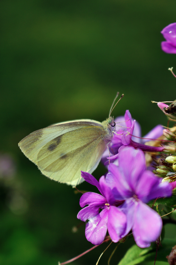 Phlox