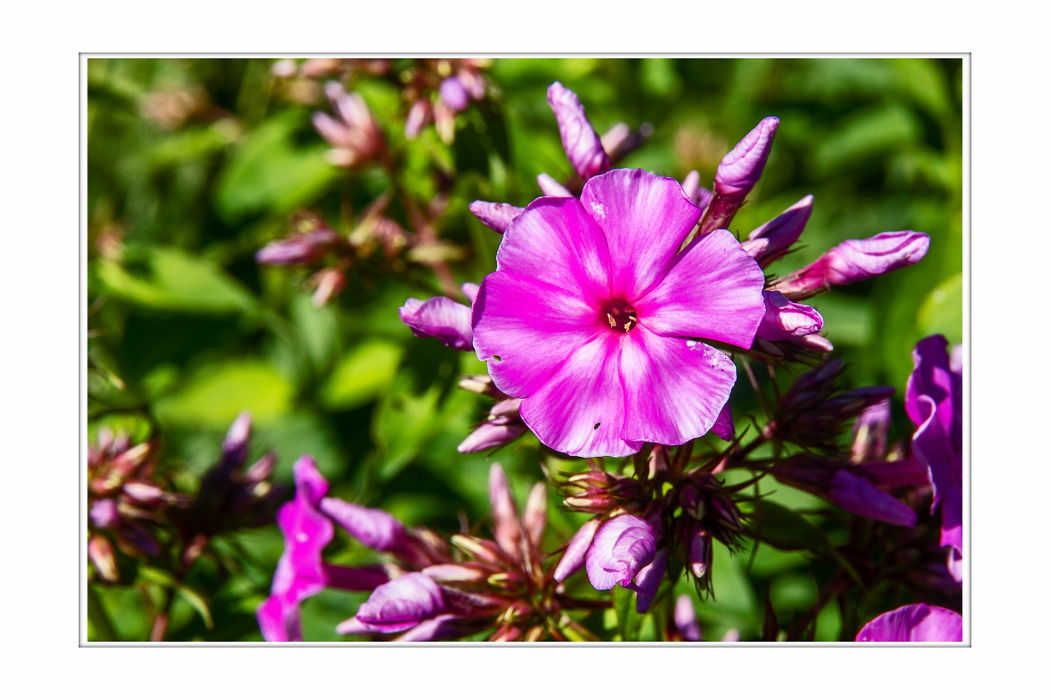 Phlox