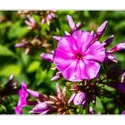 Phlox