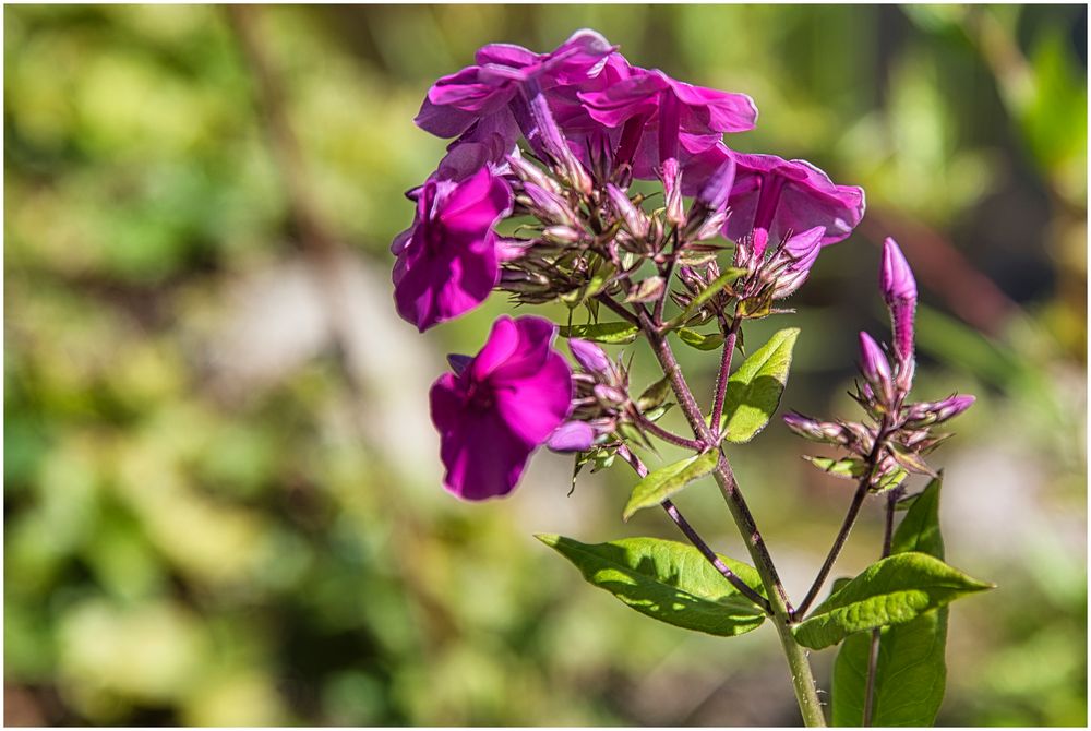 Phlox