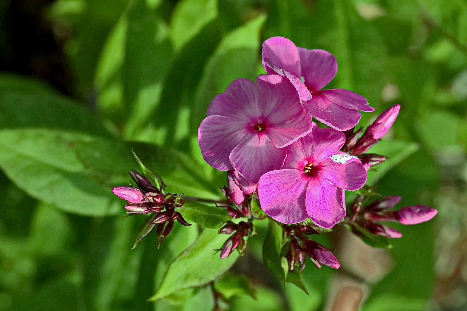 Phlox