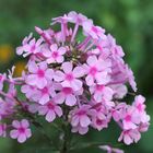 Phlox