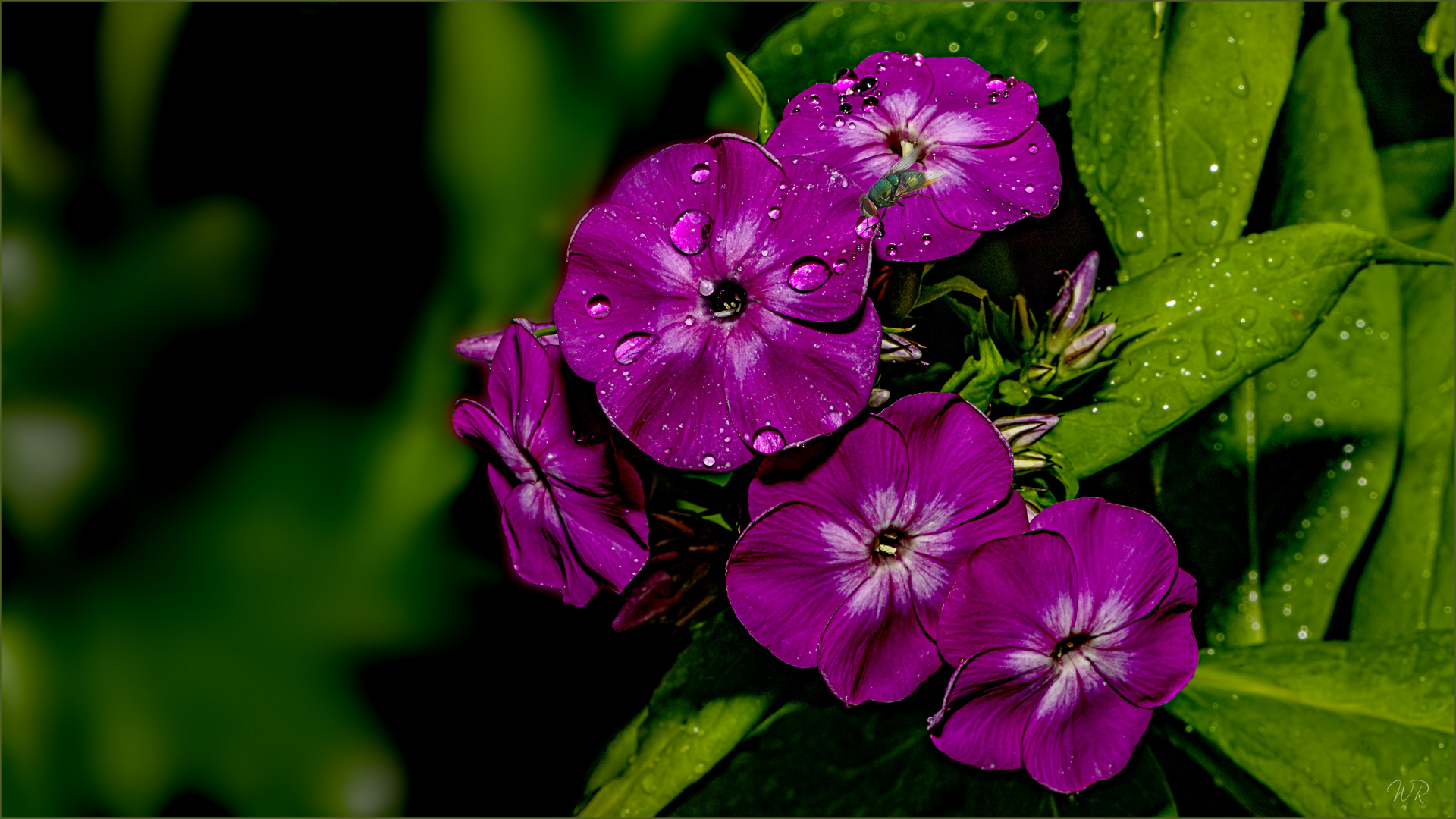 ~~ Phlox ~~