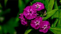 ~~ Phlox ~~