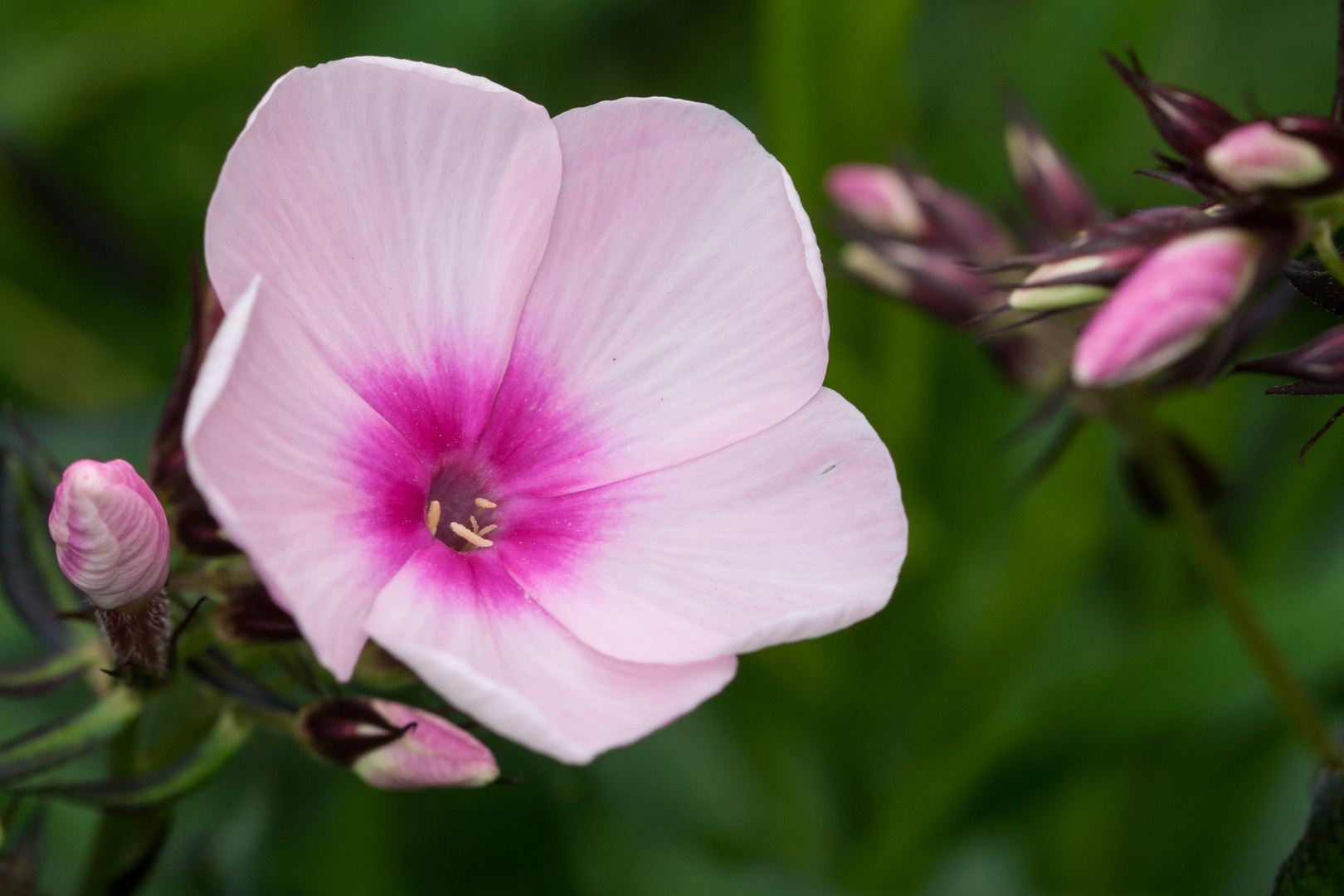 Phlox 