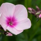 Phlox 