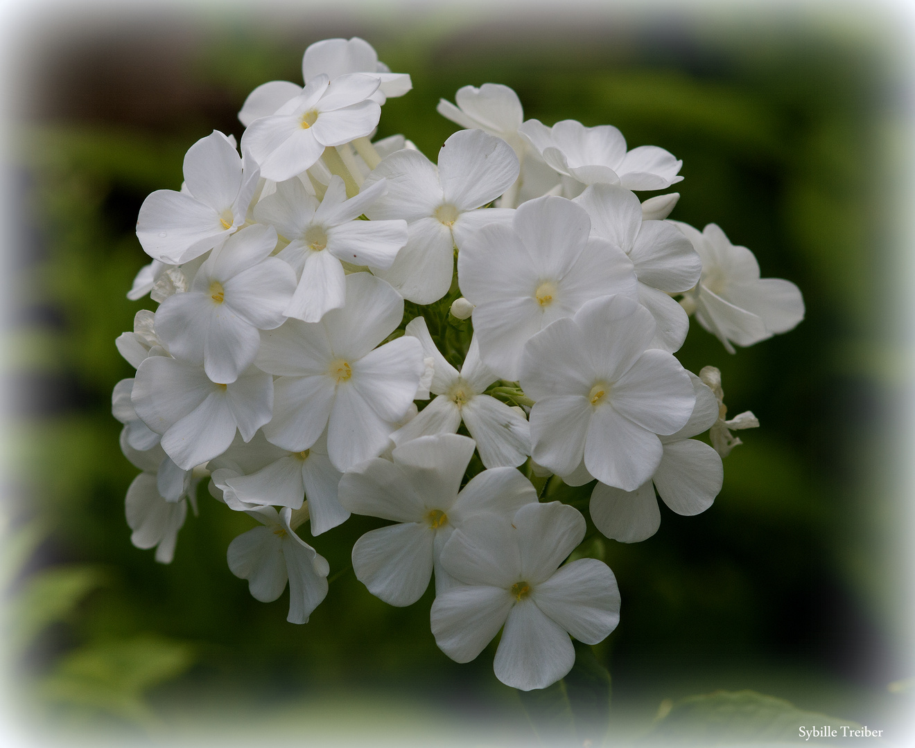 Phlox