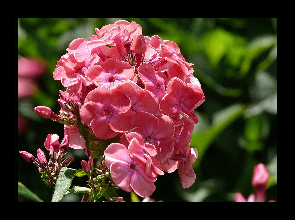 Phlox...