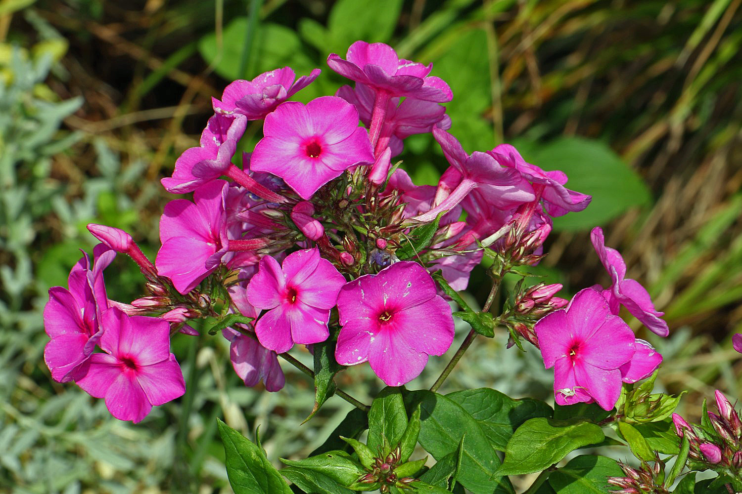 Phlox