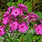 Phlox