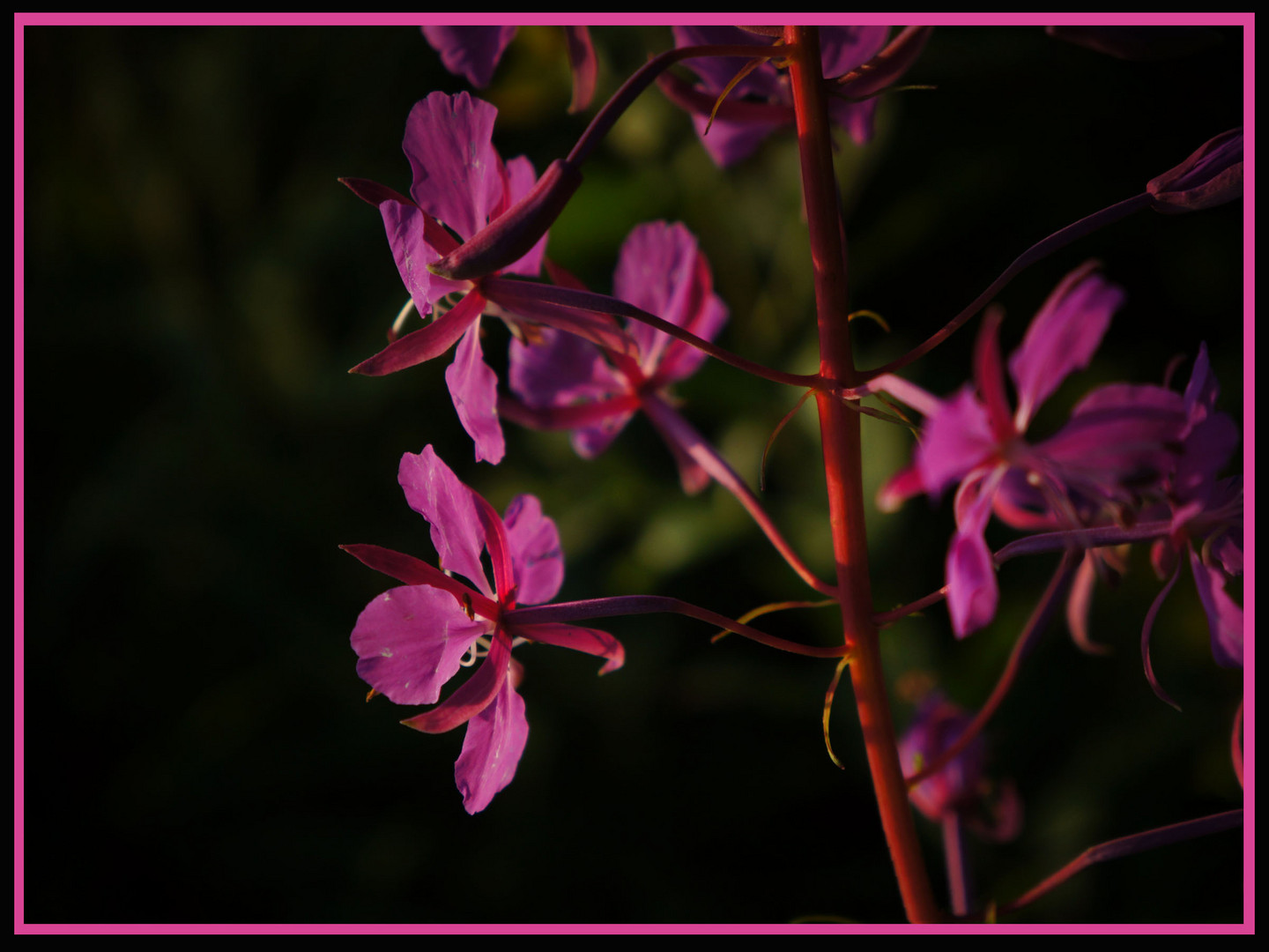 Phlox?