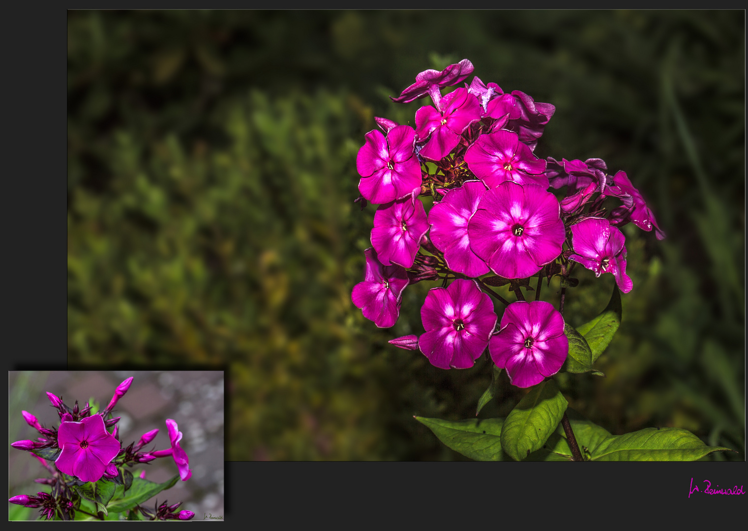 Phlox aufgeblüht