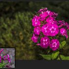 Phlox aufgeblüht