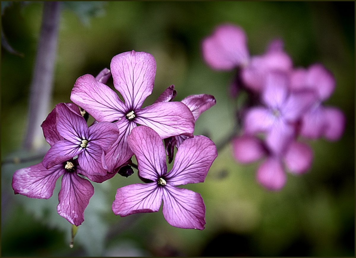 *** PHLOX ***