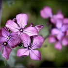 *** PHLOX ***