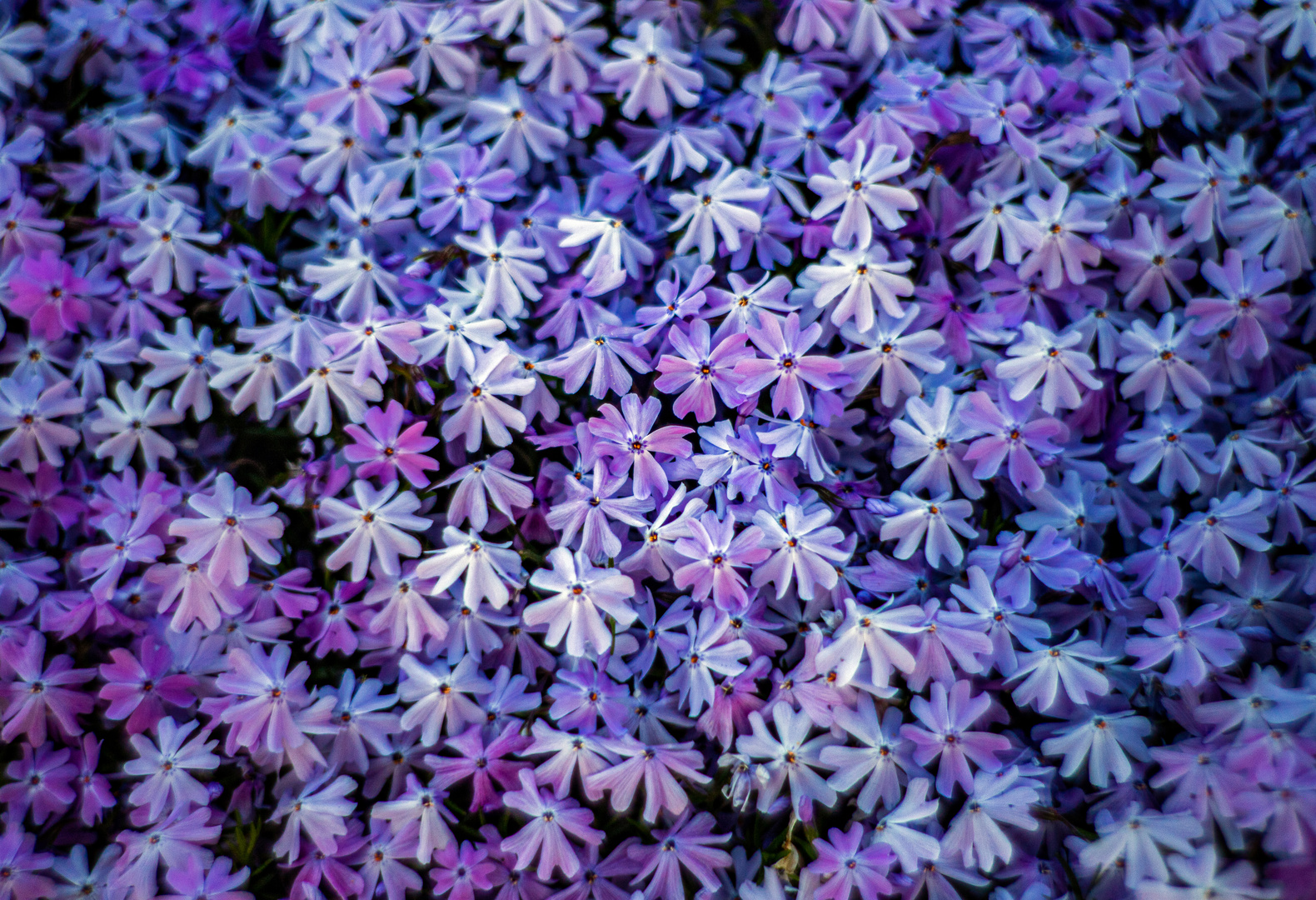 Phlox