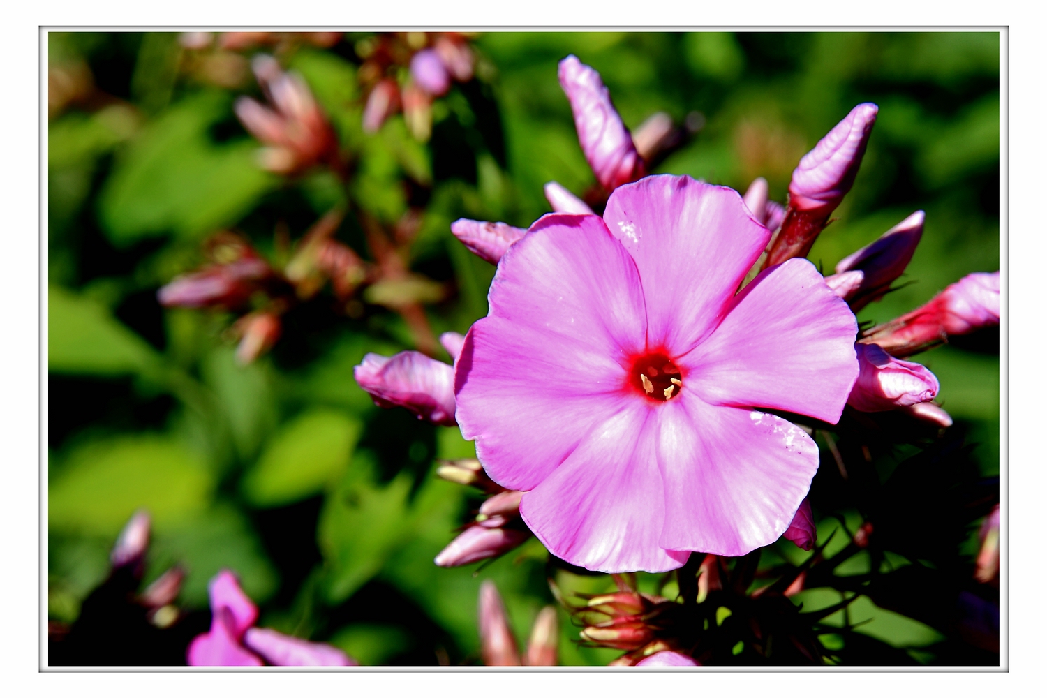 Phlox