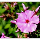 Phlox