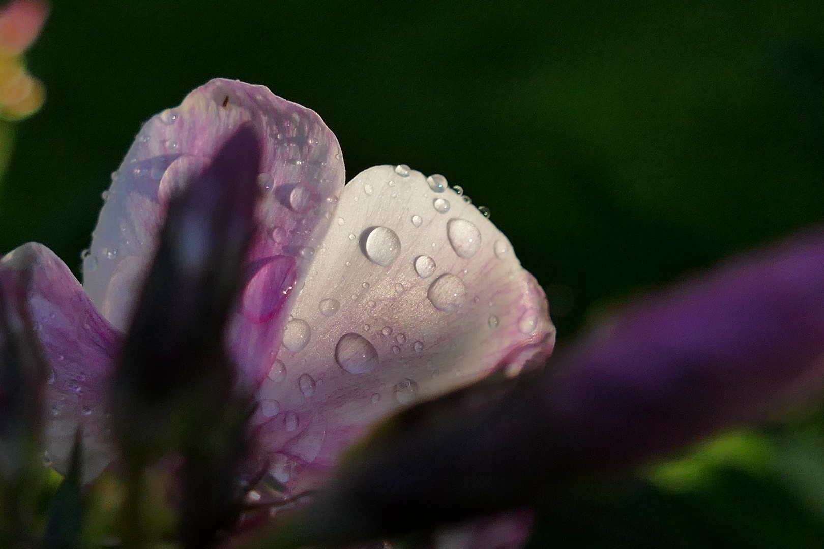 Phlox Blüte im Morgentau