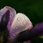 Phlox Blüte im Morgentau