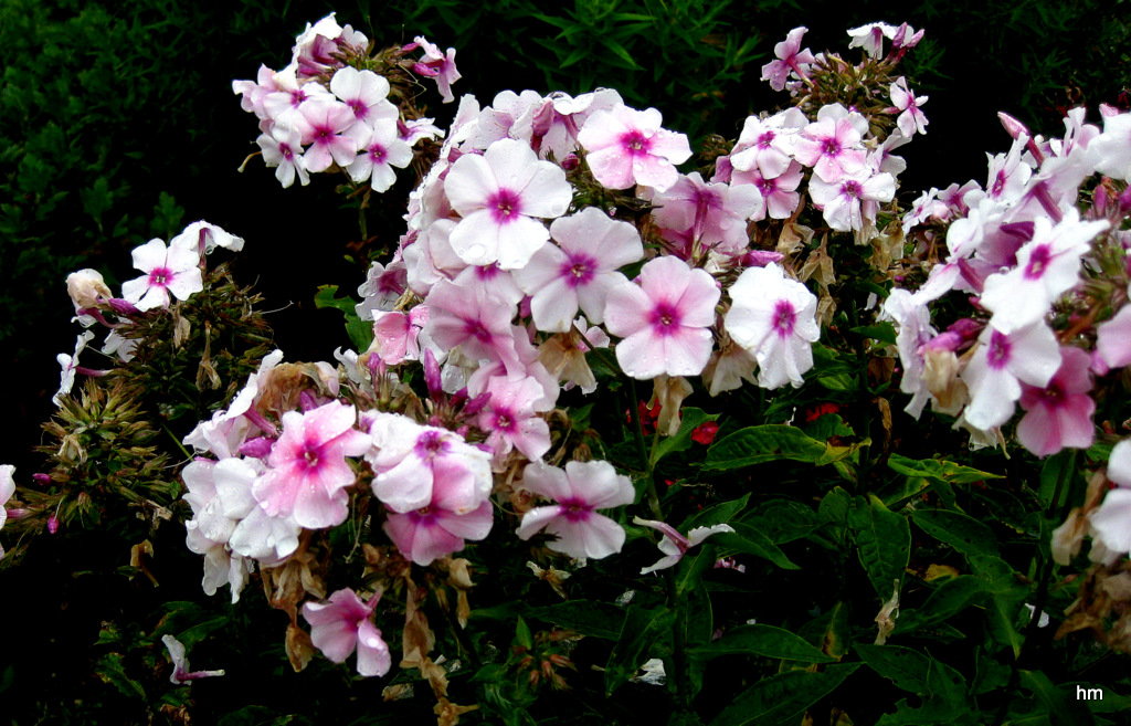 Phlox Blüten in Idyllistan