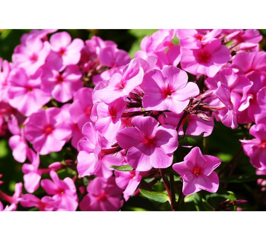 Phlox - "Blume 90026021"