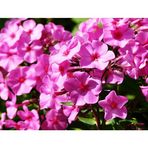 Phlox - "Blume 90026021"