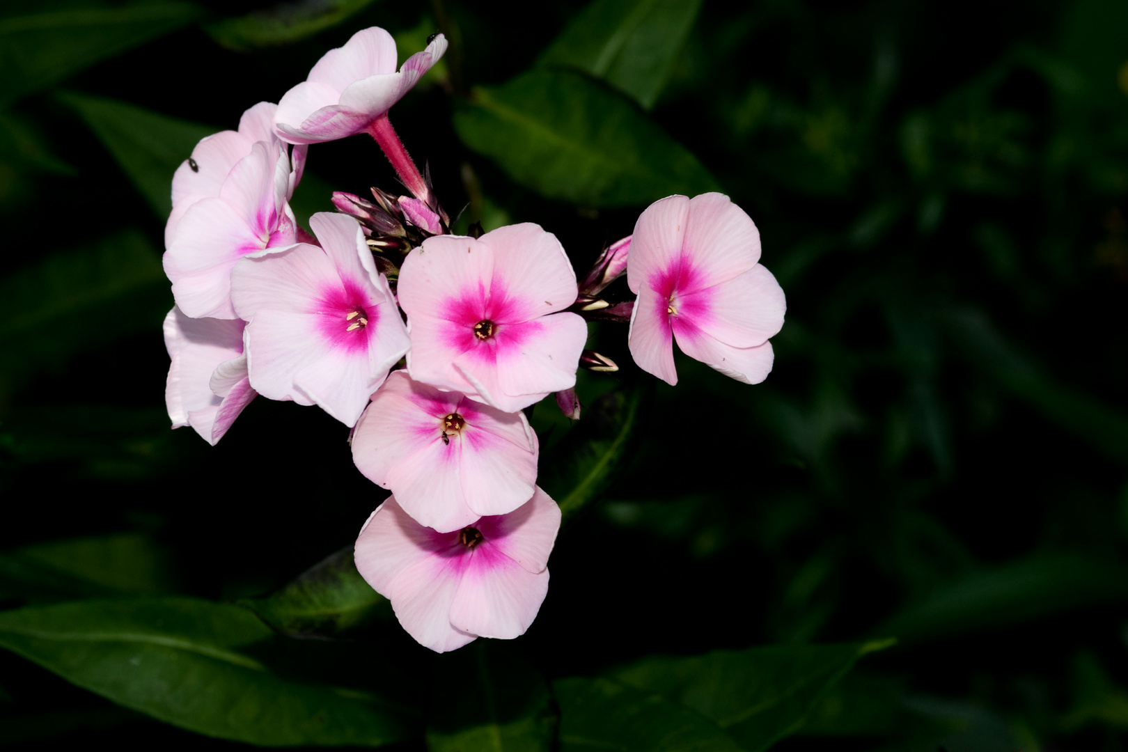 Phlox